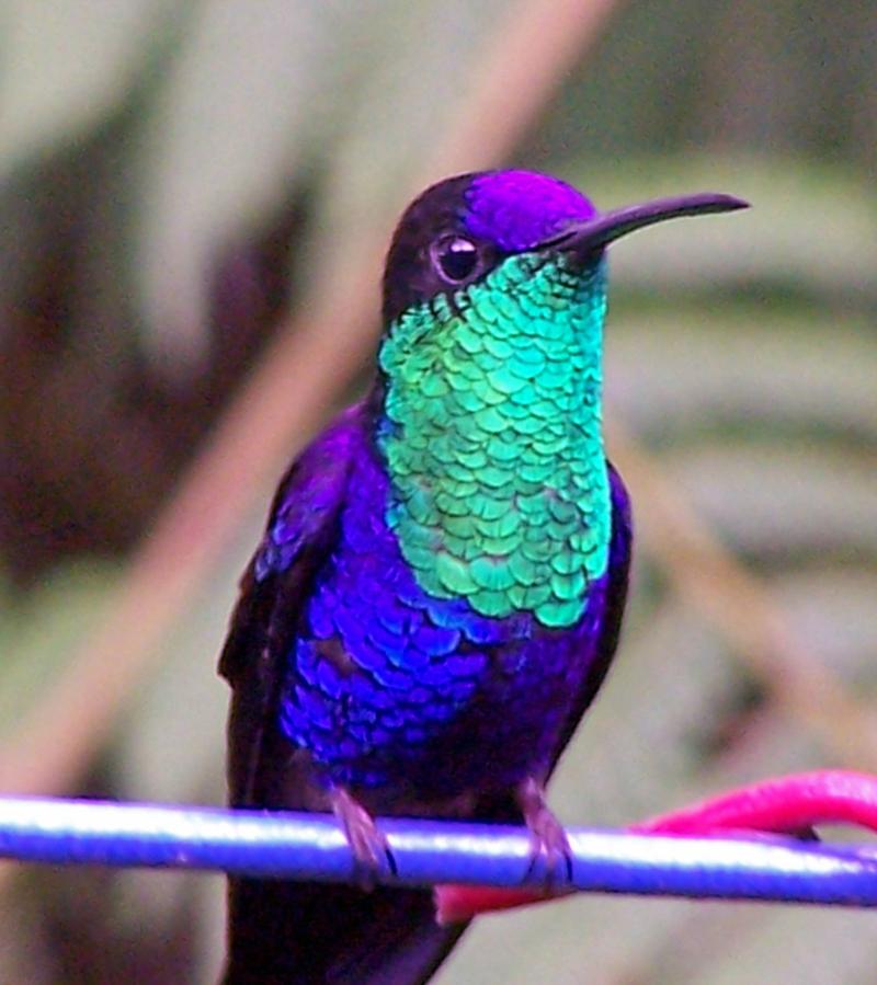 costa rica rainforest hummingbird