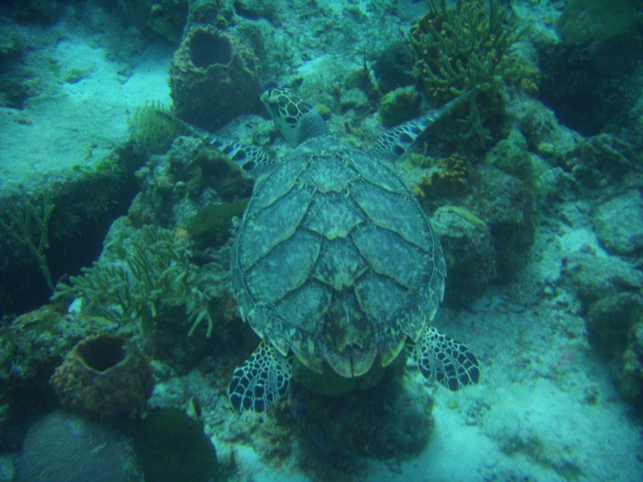 Sea Turtle