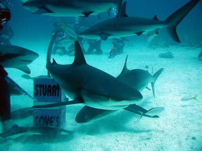 Feeding time at Stuarts Cove