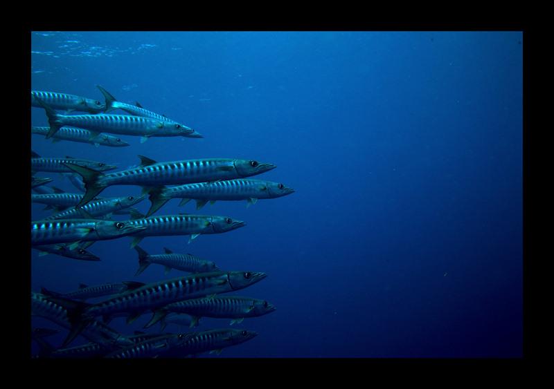 barracudas at similan islands