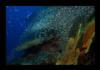 glassfish slope - Similan