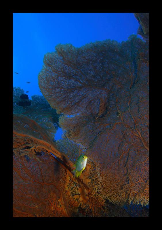 gorgonians at similan islands