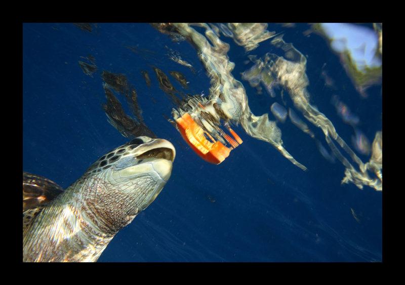 Turtle at similan islands