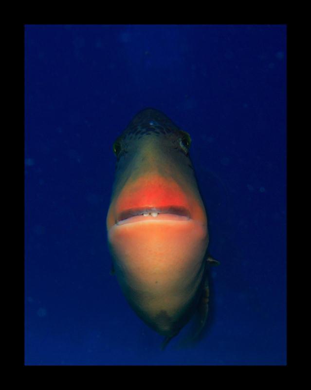 yellow margin at similan islands