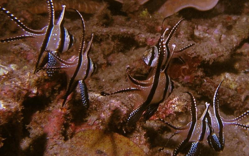 Banggai Cardinal fish