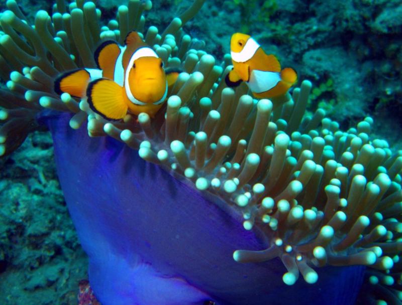 Anemone Fish