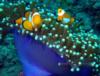 Anemone Fish