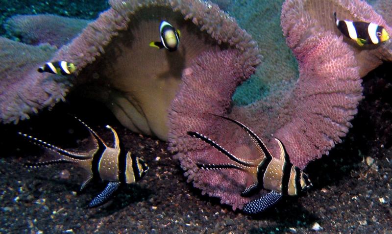 More Banggai Cardinalfish