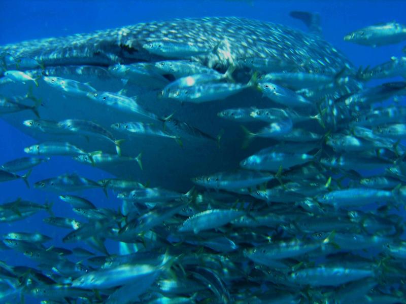 Whale Shark