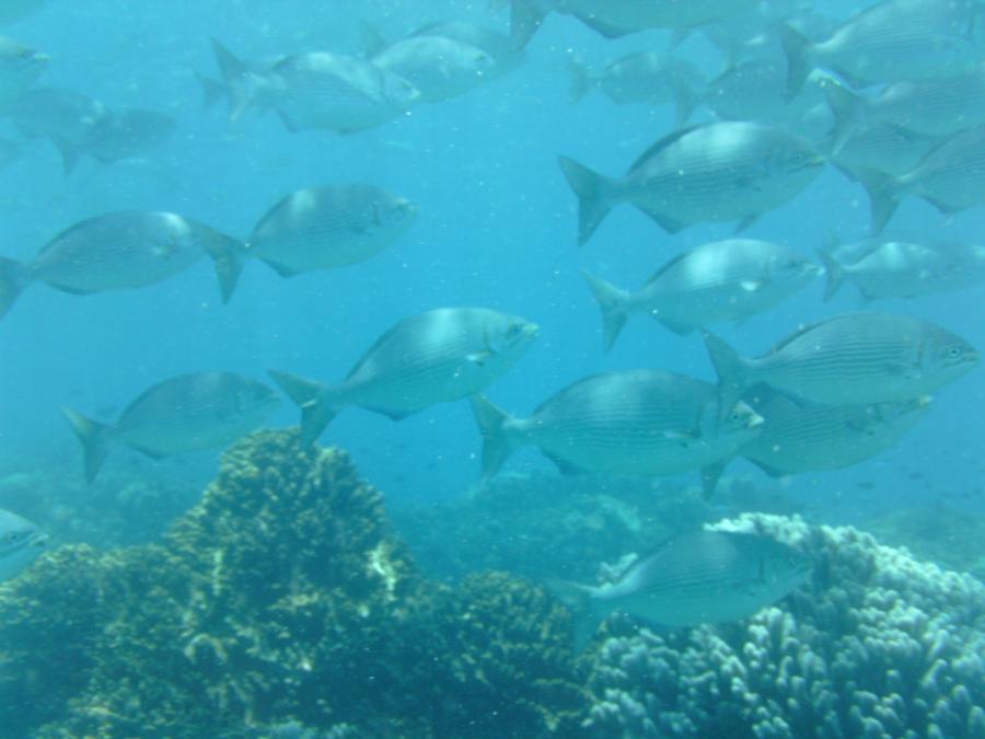 School of Fish