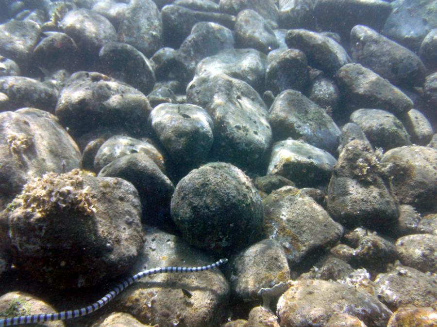 Banded Sea Snake in Southern Leyte