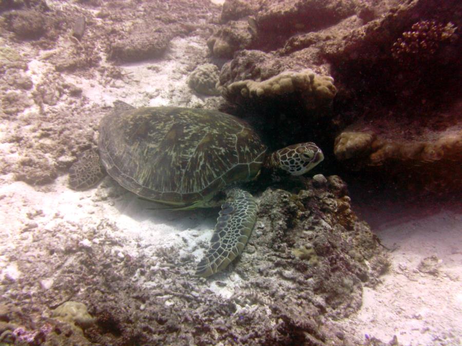 Balicasag Sea Turtle #2