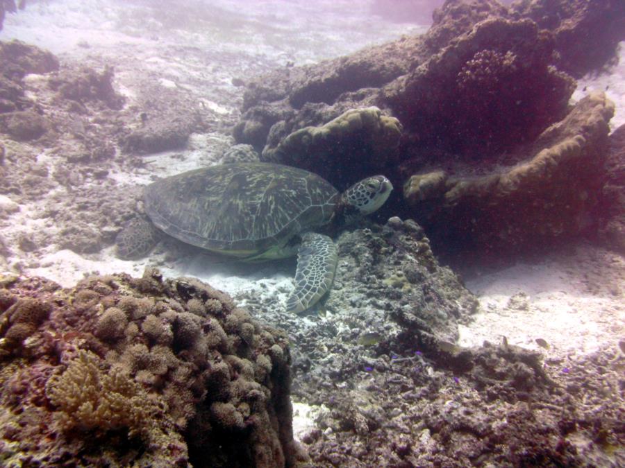 Balicasag Sea Turtle #3
