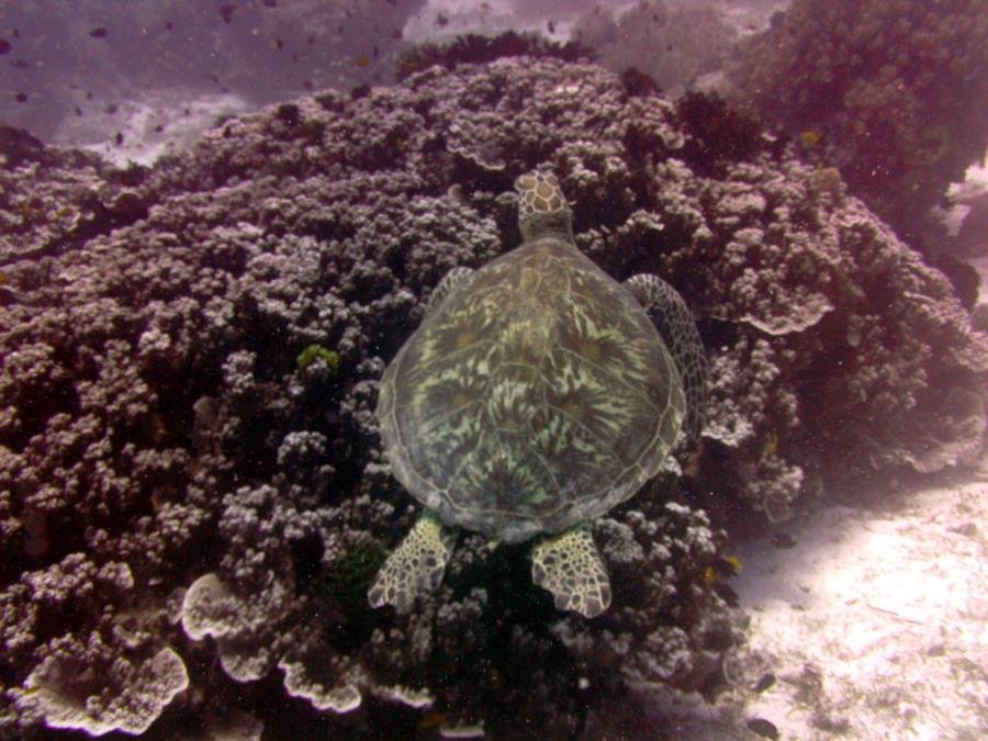 Balicasag Sea Turtle #5