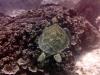 Balicasag Sea Turtle #5