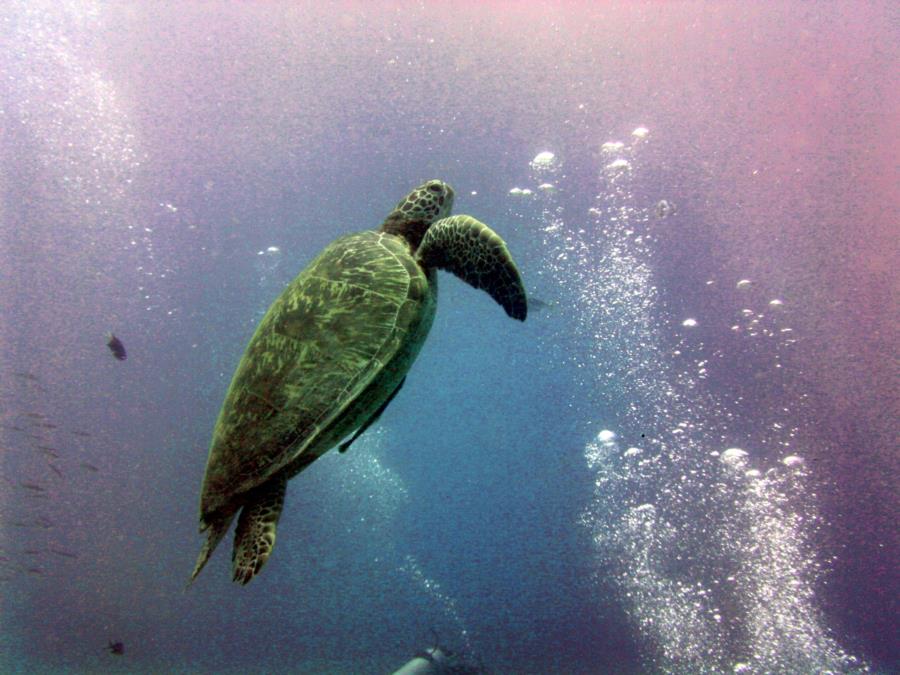 Sea Turtle at Balicasag