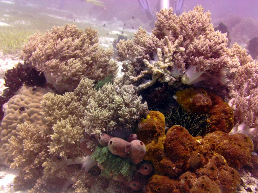 Coral at Balicasag