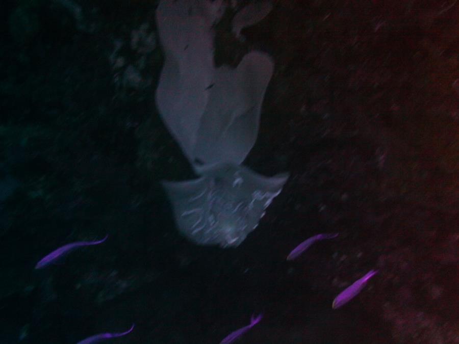 Sea Cave at "Diver’s Heaven"