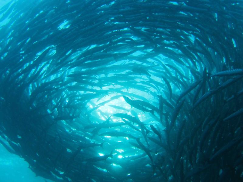 Barracuda vortex, Sipadan