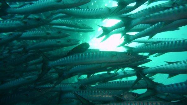 Barracudas at Sipadan