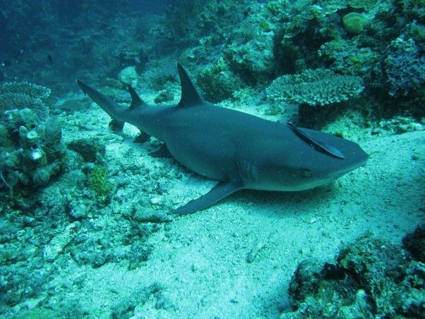 Black tip shark