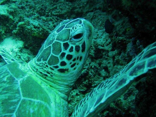 Close up of turtle