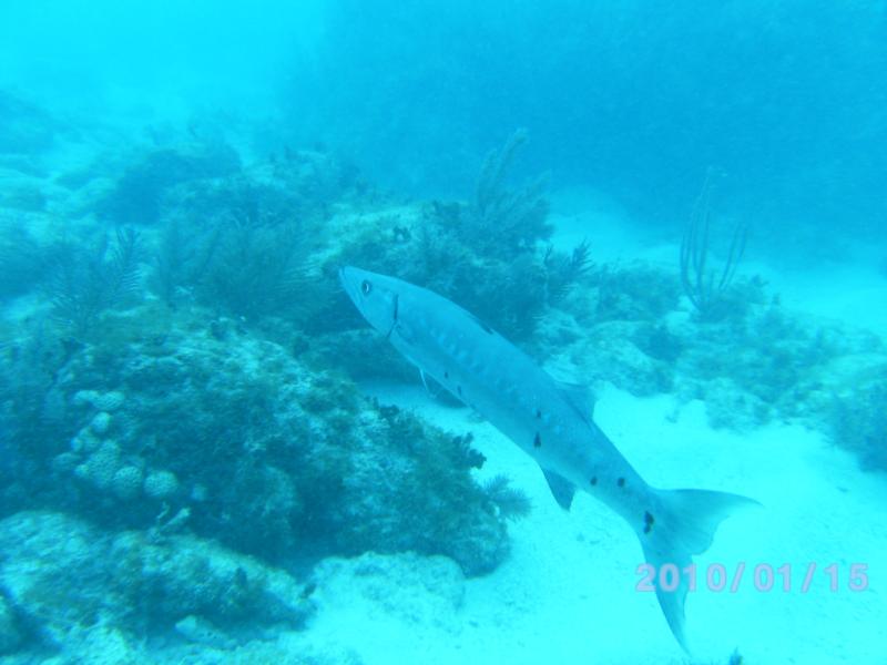 BaracudaFrench Reef