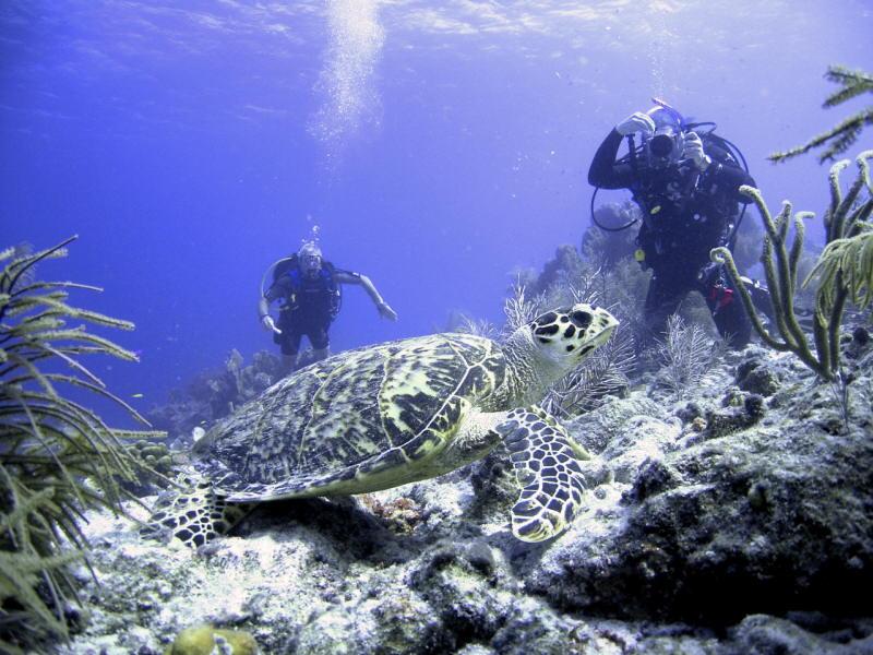 Bonaire turtle 06