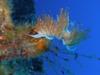 NUDIBRANCH