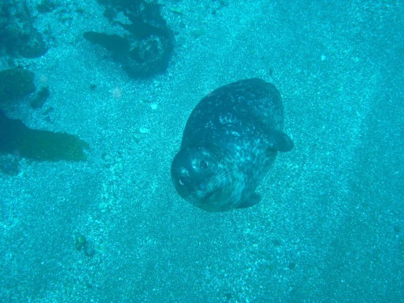 Anacapa Island - PUP - 1-9-10