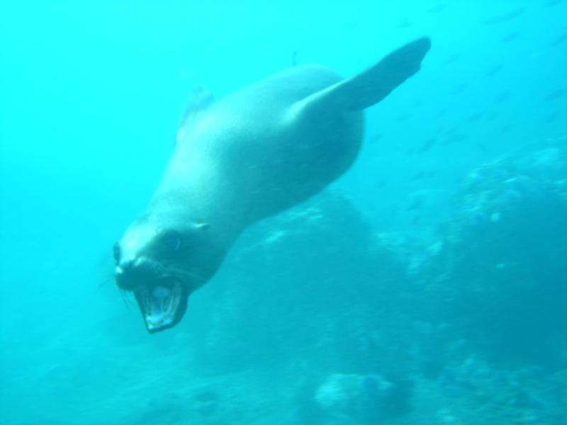 Anacapa Island - 1-9-10