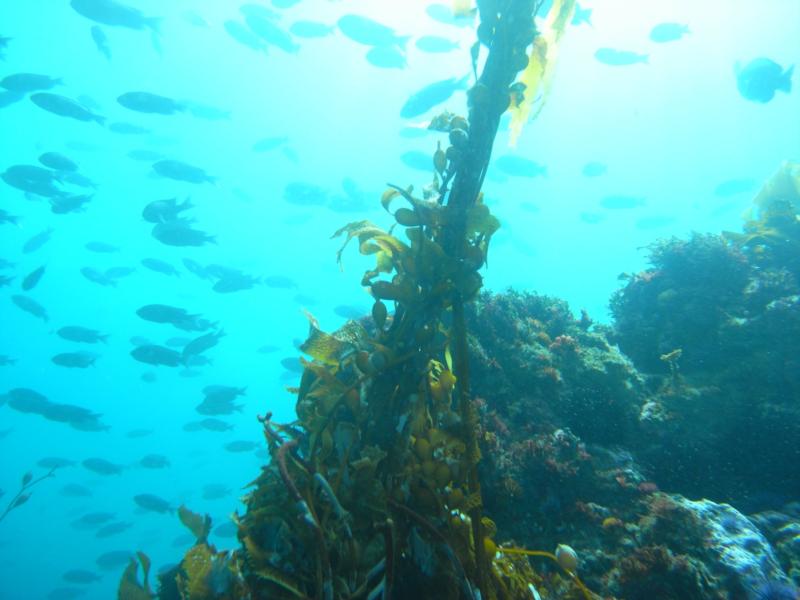 Anacapa Island - 1-9-10