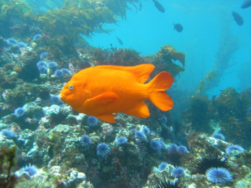 Anacapa Island - 1-9-10