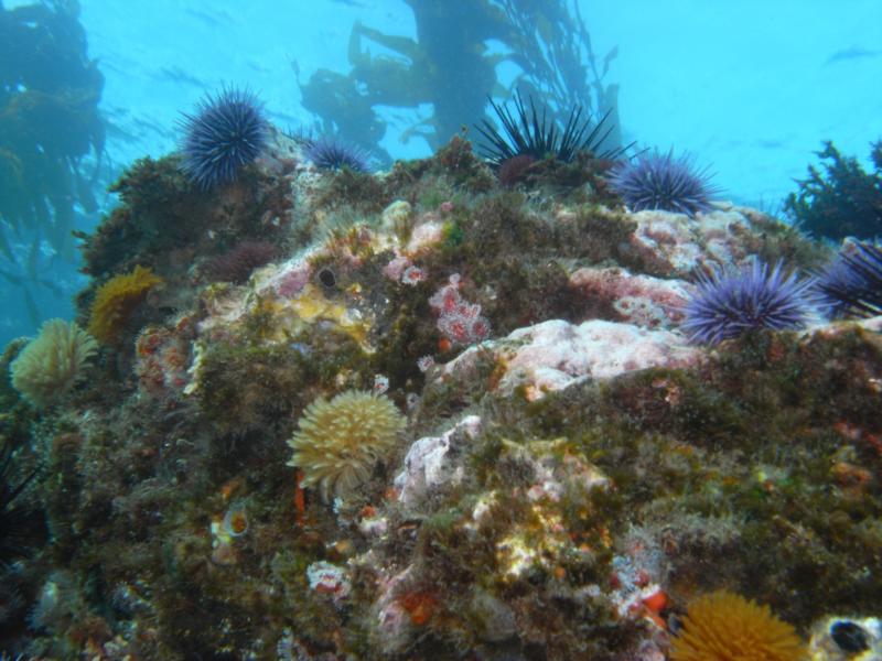 Anacapa Island - 1-9-10