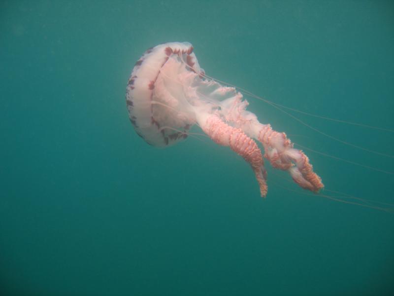 Jelly Fish, USS Palawan