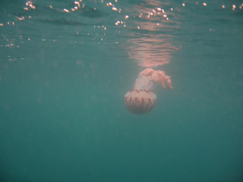 Purple Striped Jellyfish, USS Palawan