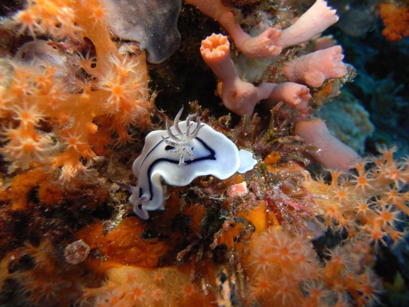 nudibranch