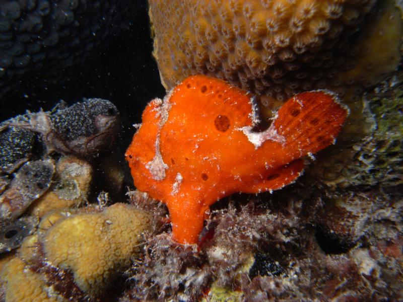 frog fish