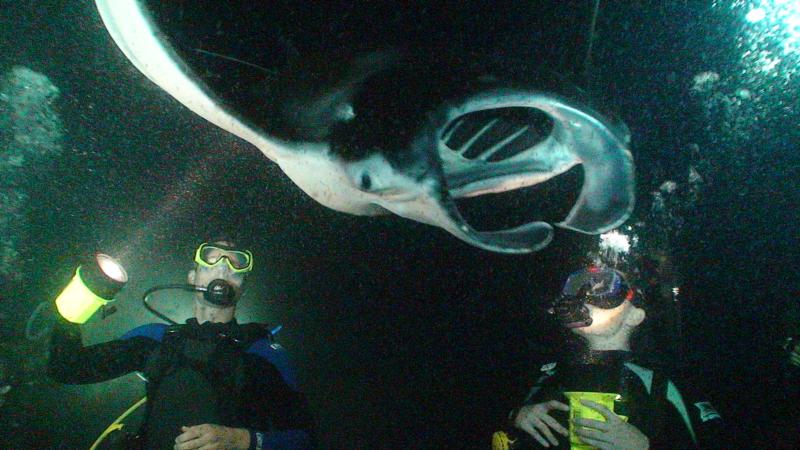 Manta Ray Dive, Kona HI