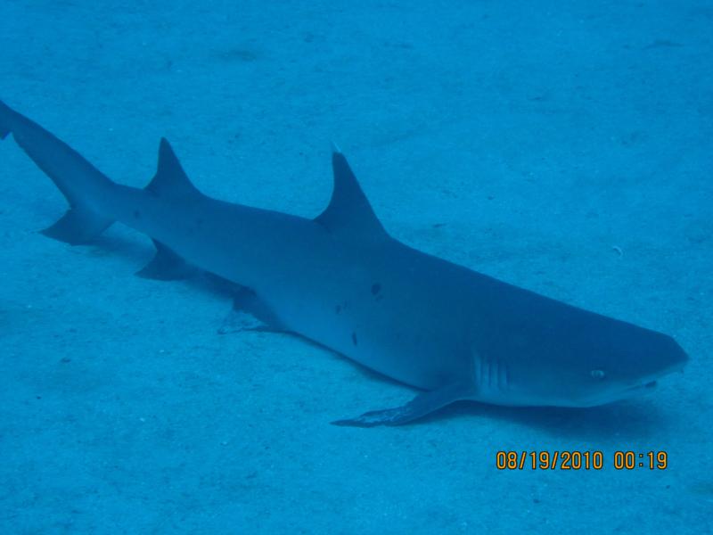 White Tip Reef Shark, Kona HI