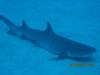 White Tip Reef Shark, Kona HI