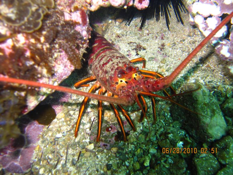 Peeking Lobster in Catalina