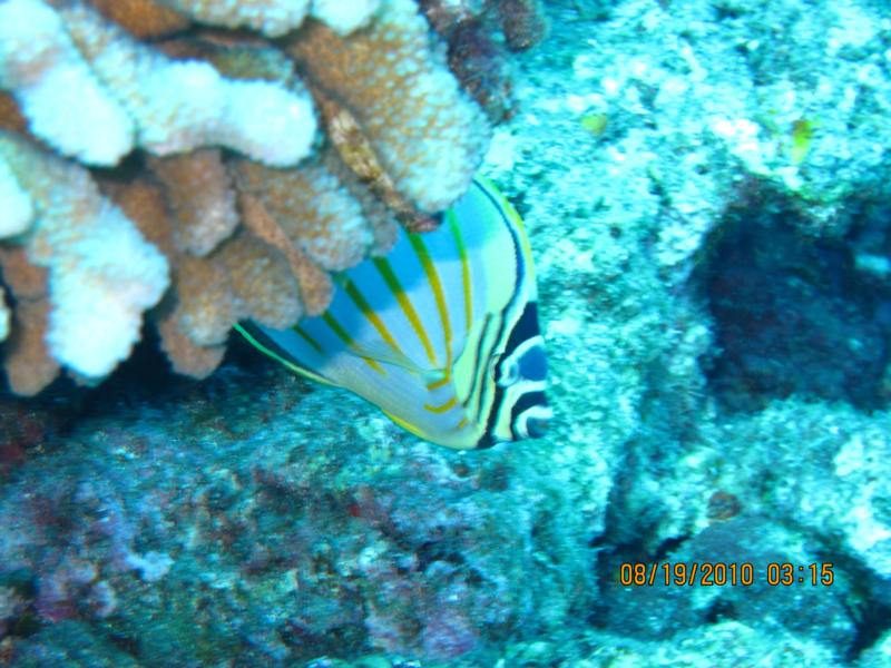 Angel Fish...Kona