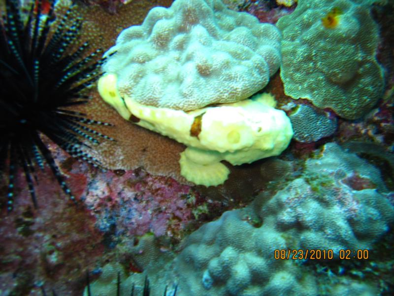 Commersons frogfish in Kona