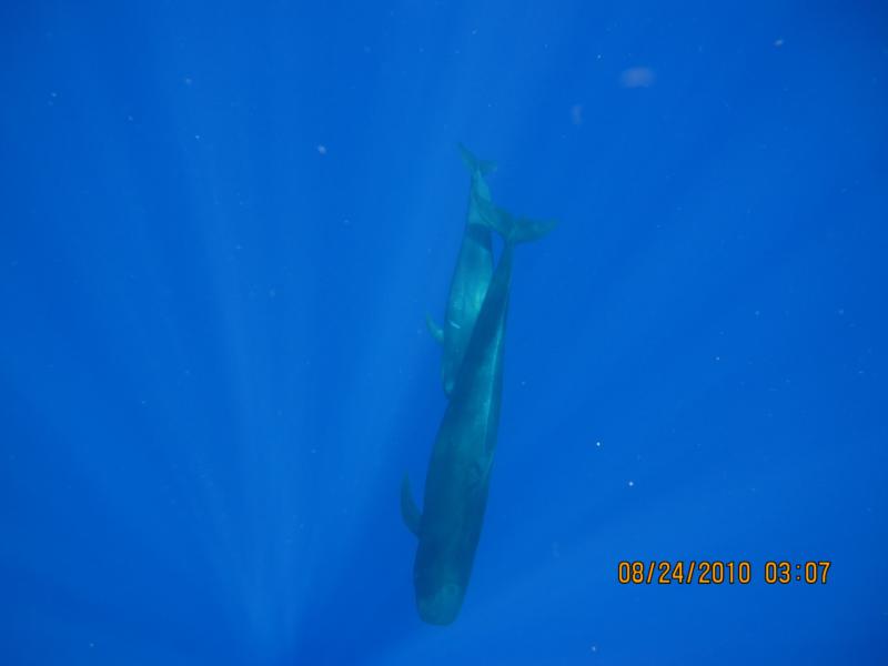 Pilot Whales swim below me in Kona just before I turn around a see an Oceanic Whitetip Shark 