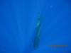 Pilot Whales swim below me in Kona just before I turn around a see an Oceanic Whitetip Shark 