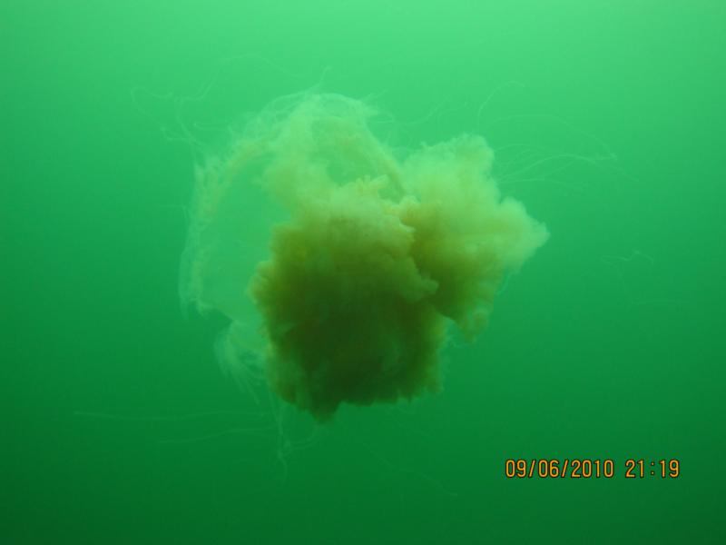 Jelly in La Jolla at the shores