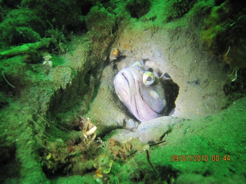 Sarcastic Fringehead in La Jolla at the shores