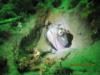 Sarcastic Fringehead in La Jolla at the shores