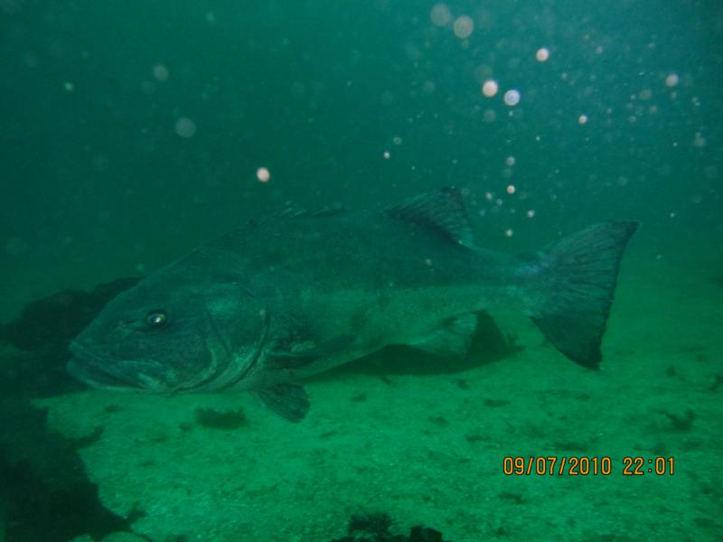 Giant Sea Bass in Catalina